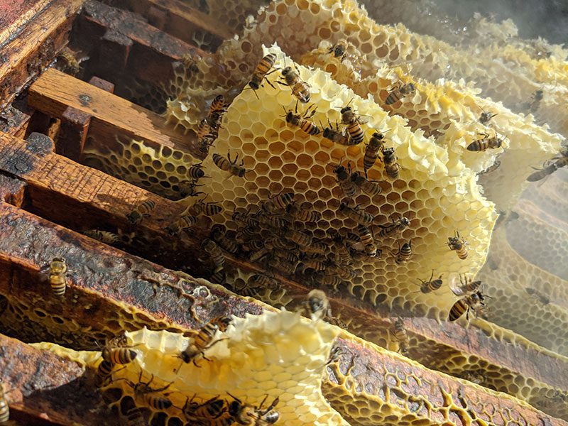 Miel en panal - Origen Francia